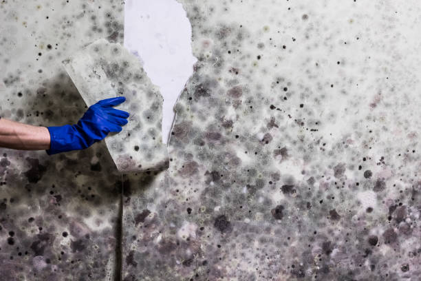 Best Attic Mold Remediation in Pine Grove, PA